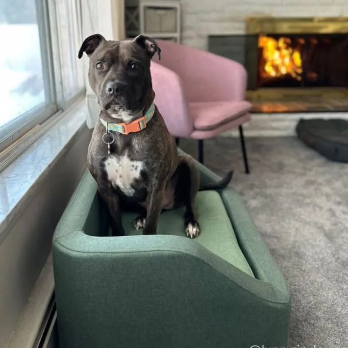 Teamson Pets 15.51" Bennett Linen Sofa Dog Bed for Small and Medium Dogs, Sea Green- FINAL SALE